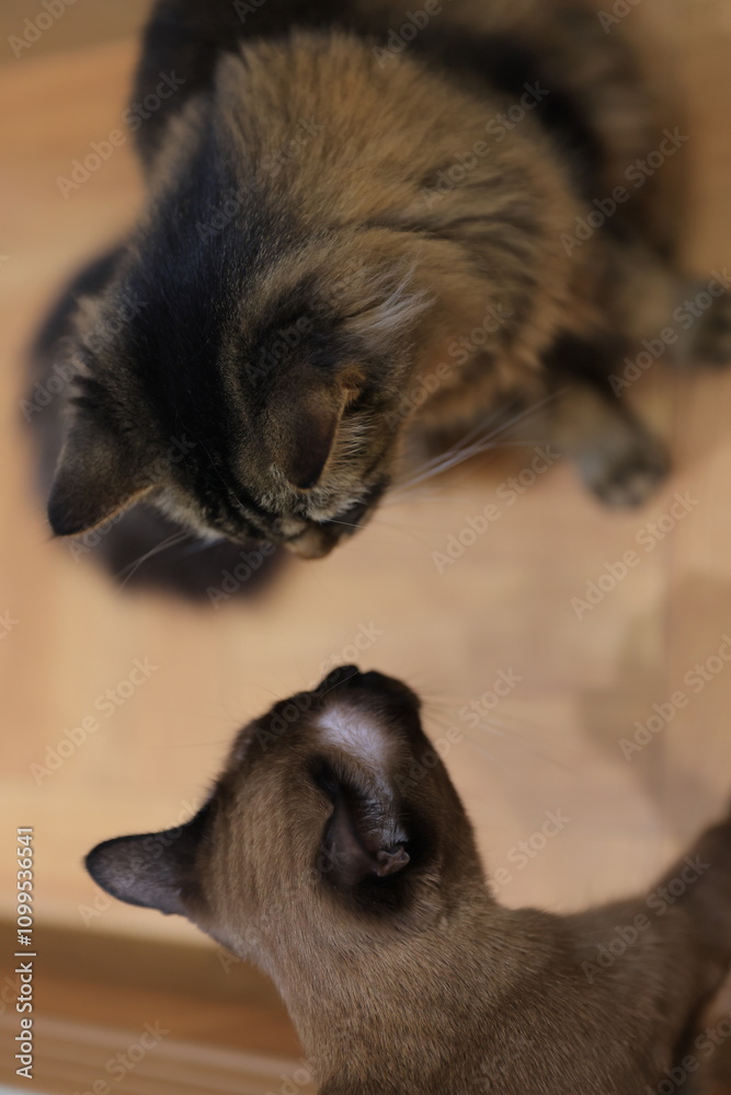 Obraz premium cat and mouse