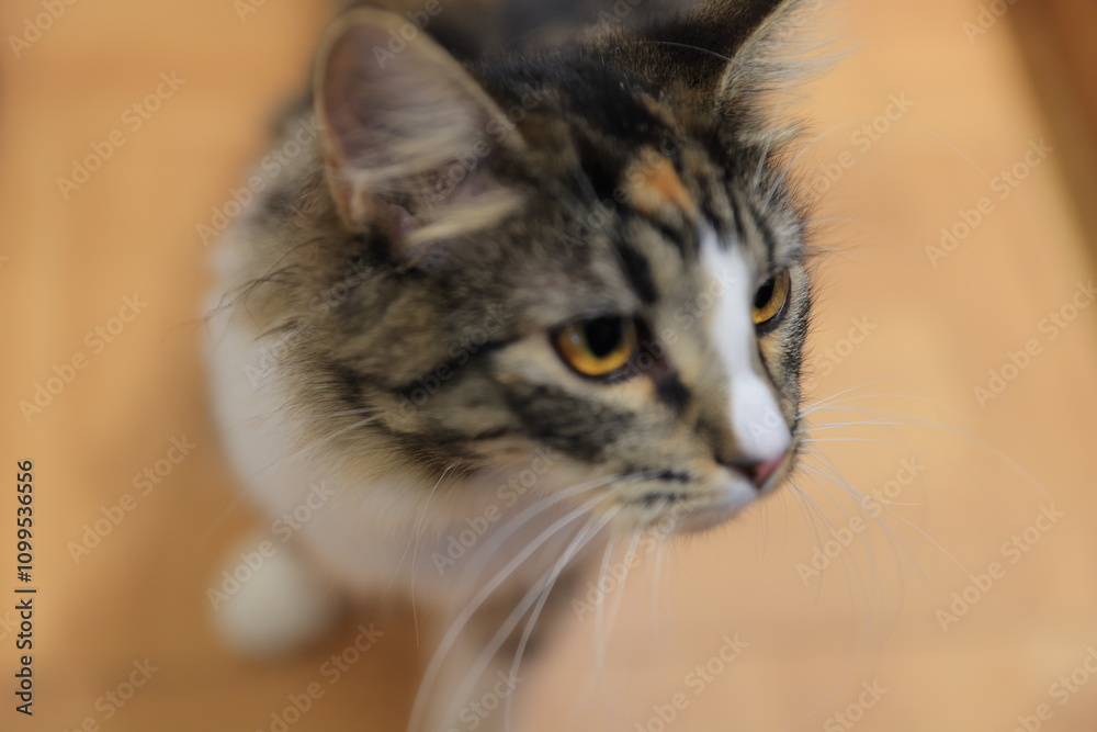 Fototapeta premium portrait of a cat