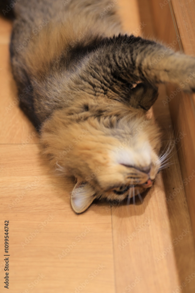 Obraz premium cat sleeping on the floor