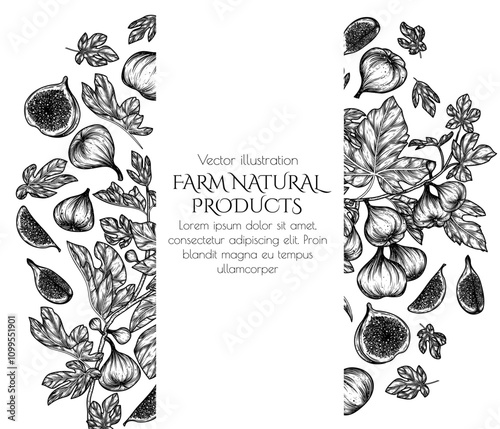 Vector frame with fig fruit tree and slice, piece, half of fruit in engraving style	