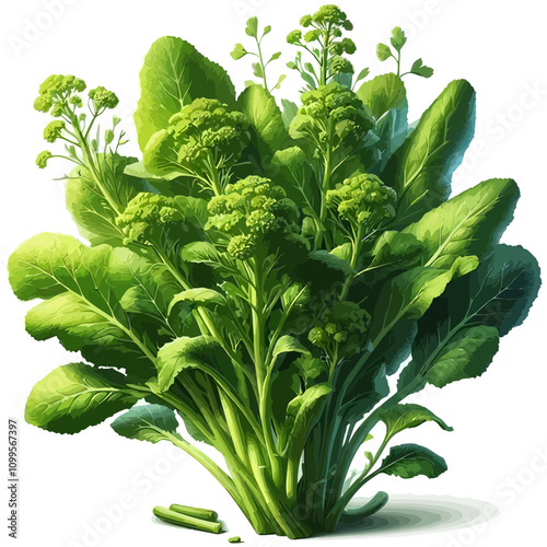 Digital Illustration of Green Leafy Vegetables with Broccoli Florets – Glossy Leaves and Small Green Flowers on White Background
