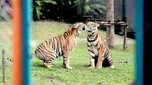 Your tigers are fucking in their natural habitat. And a vibrant wildlife scene showcasing the natural behavior of these majestic animals. Wild animals and nature protection concept.