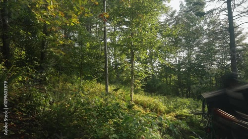 Man starts the monumental task of clearing out the ferns in his overgrown backyard. Swinging his weed whacker back and forth on a cold morning photo