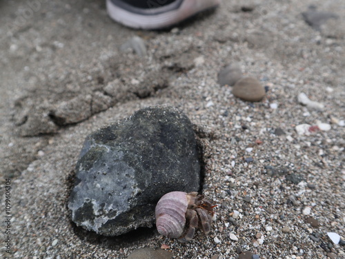 hermit crab are growing on the rock design for fantasy world concept