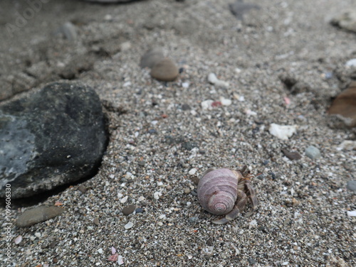 hermit crab are growing on the rock design for fantasy world concept