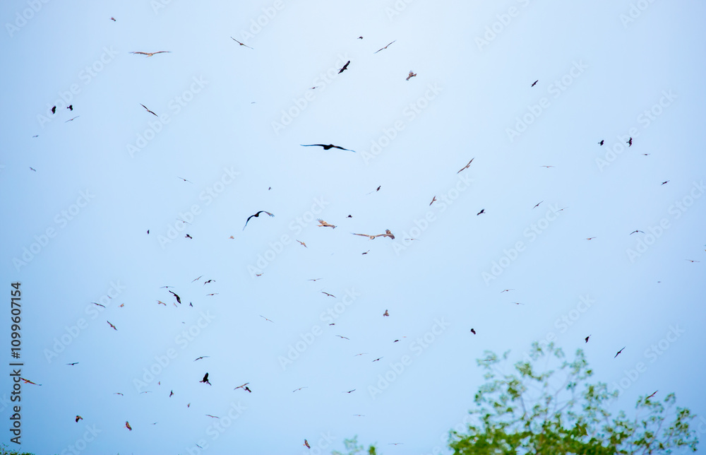 Obraz premium A flock of eagles flies to fnb. Golden eagles in free flight. Wild birds of prey gathered in a flock and fly above the ground.