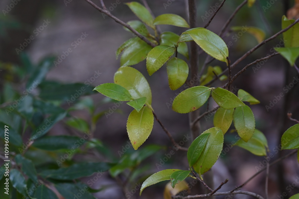 Obraz premium leaf plant