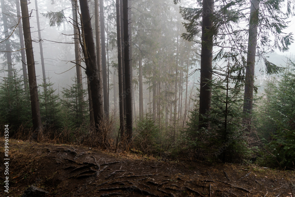 Obraz premium Mystic Forest in Foggy Atmosphere with Towering Trees and Dense Underbrush