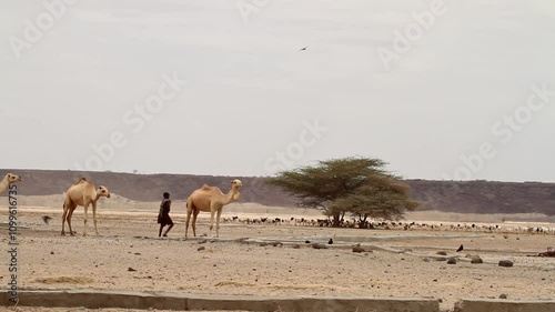 Camels and flock of goats and sheep,Chalbi Desert, Marsabit, Northern Kenya photo