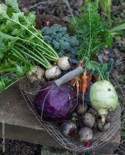 Gemüseanbau im Winter und Herbst, Rotkohl, Sellerie, Karotten, Rübe, Rote Beete, Korb, Kohlrabi, Brokkoli, Selbstversorgung photo