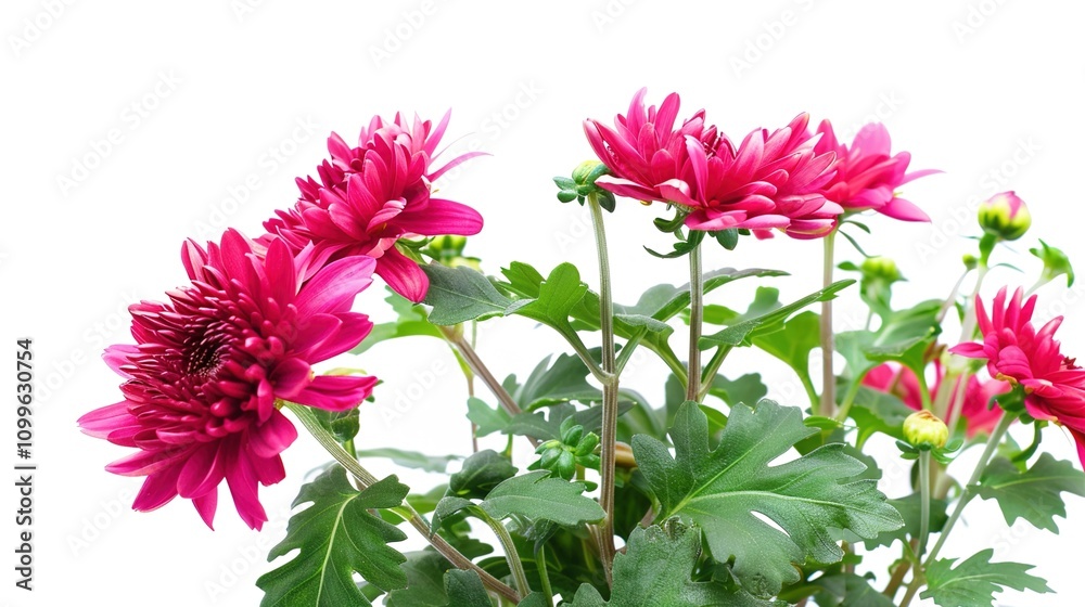 Fototapeta premium An Elegant Display of a Chrysanthemum Against a Pure White Background, Highlighting Botanical Elegance and Artistic Beauty