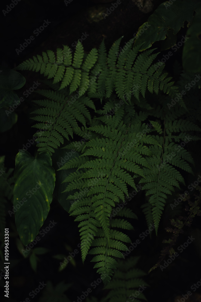 Leaf