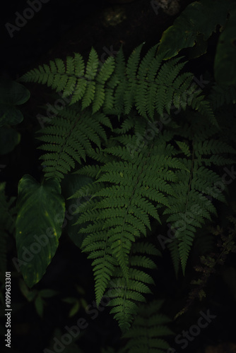 Leaf
