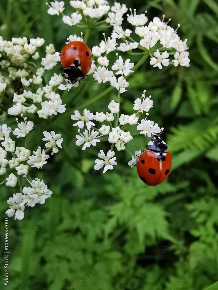 Fototapeta premium ladybug on a flower