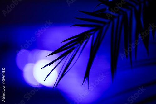 Closeup coconut palm tree leaf silhouette on blurred dark blue background with bokeh