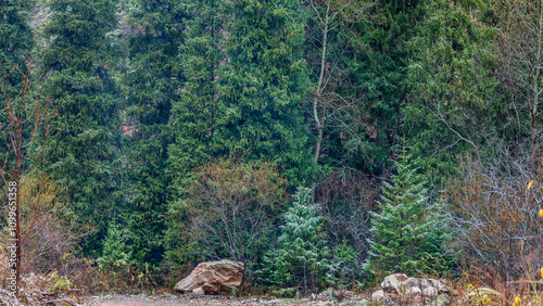 deer in the forest photo