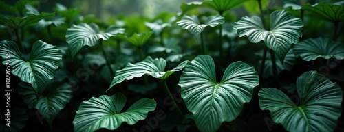 Tropical plants with dark green leaves create background. Detailed leaf patterns show beauty of nature. Deep green tones provide rich visual texture. Natural vibrant green hues. Photo offers variety
