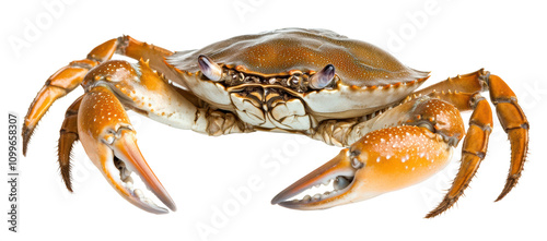 Crab seafood transparent PNG isolated on white background. photo