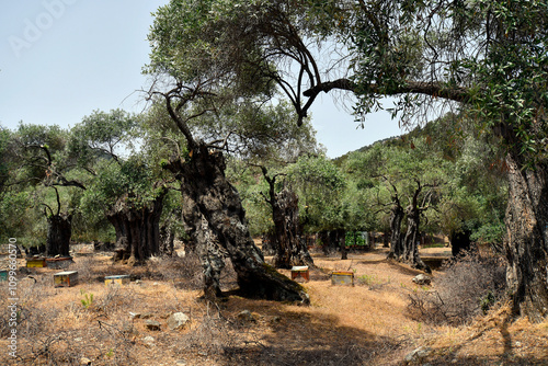 Greece, Thassos, Olive Farm photo