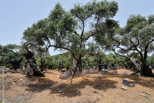 Greece, Thassos, Olive Farm photo