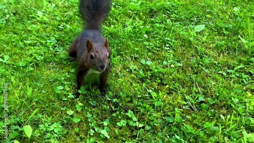 Eurasian brown squirrel sitting on green grass and hiding nut in ground,stocking up on food underground.Wild rodents in city park,wild animals in nature,close up