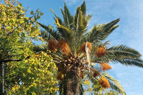 Lush Palm Tree with Bright Orange Dates Against a Clear Blue Sky for nature lovers, travel websites, tropical-themed designs, or background for relaxation and tranquility. High quality photography photo