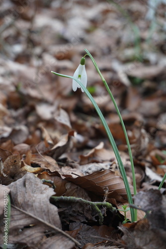 Schneeglöckchen