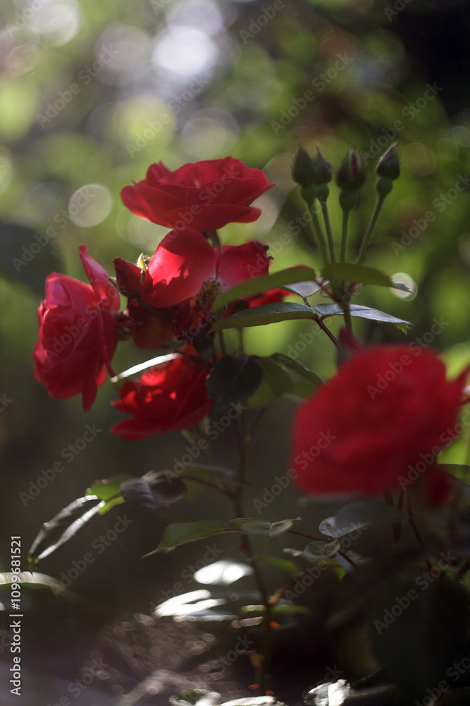 Obraz premium Beautiful Flowers in a Blooming Garden