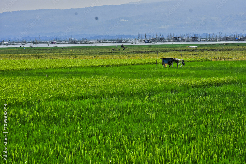 Fototapeta premium Rice produced by farmers is a staple food for the people of Java, Asia, Indonesia