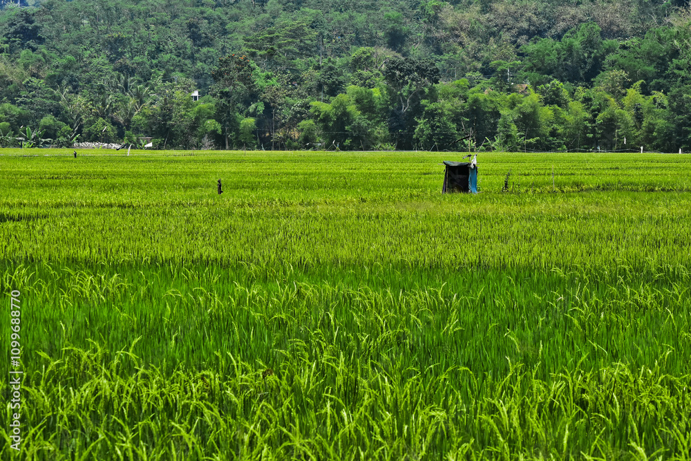 Rice produced by farmers is a staple food for the people of Java, Asia ...