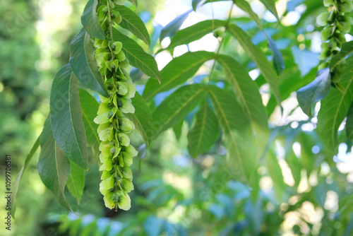 Characteristic fruits of Caucasian wingnut. Pterocarya fraxinifolia in park in summer. Green leaves and seeds in garden.