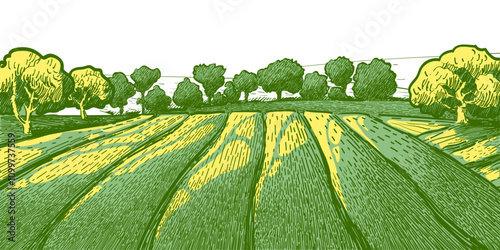 Green grass field on small hills. Meadow, alkali, lye, grassland, pommel, lea, pasturage, farm. Rural scenery landscape panorama of countryside pastures. Vector sketch illustration