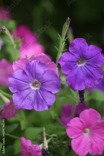 flowers in the garden