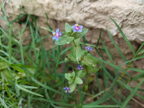 Anagallis arvensis, commonly known as the scarlet pimpernel, red pimpernel, red chickweed, poor man's barometer, poor man's weather-glass, photo