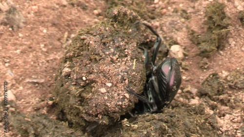 bousier faisant une boule d'excréments dans le Parc National Kruger, Afrique du Sud photo