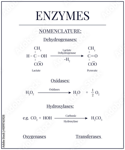 Enzymes and its Nomenclature