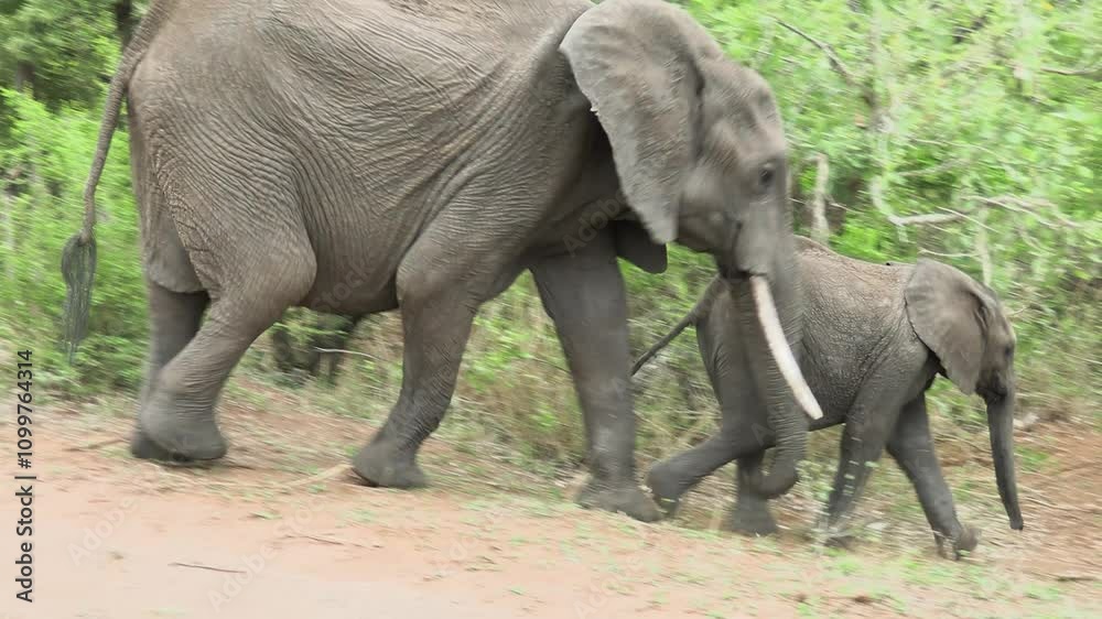 maman éléphant et son bébé dans le Parc National Kruger, Afrique du Sud