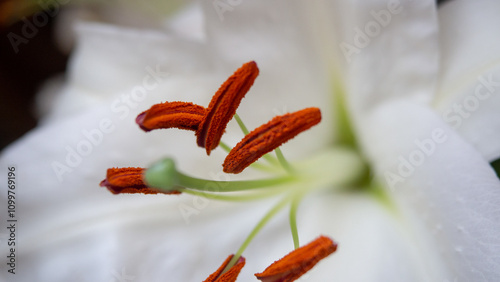 Close up of a white Lily with an orange stamen