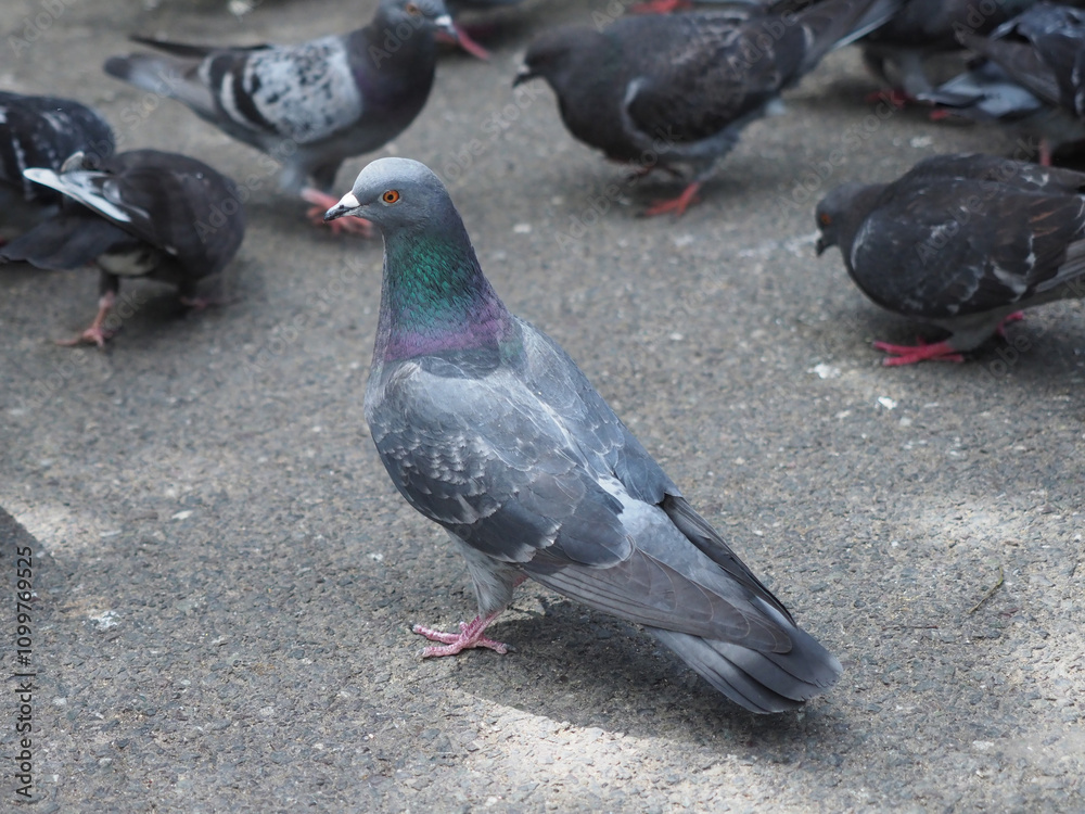 Fototapeta premium Pigeon is standing prominently on a sidewalk along with others