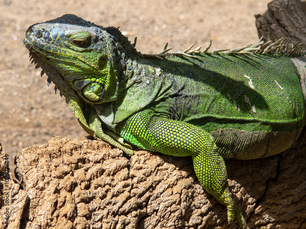 Obraz premium Green IguanaIguana iguana