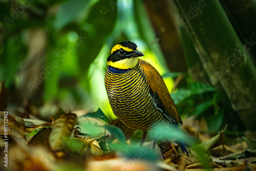The pancawarna parrot is a species of bird in the family Pittidae, of the genus Hydrornis. photo