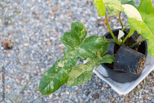 Closeup to Fresh leaf of philodendron florida beauty x mayoi  photo