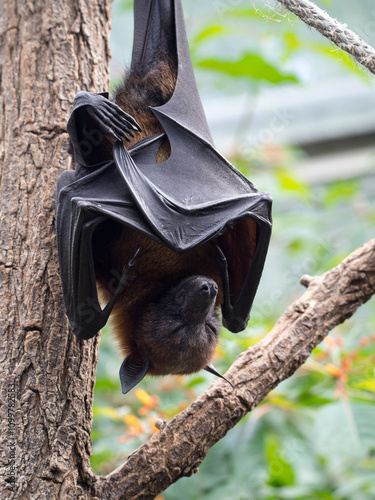 Close up image of a sleeping fruit bat (Pteropus) photo