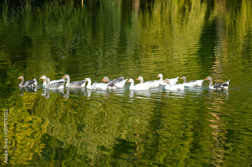 Flock of geese on a lake photo