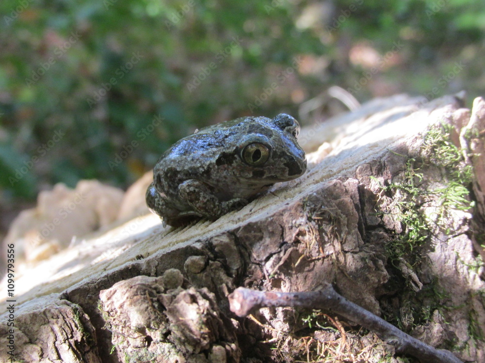 Obraz premium sad frog on a stump in the forest