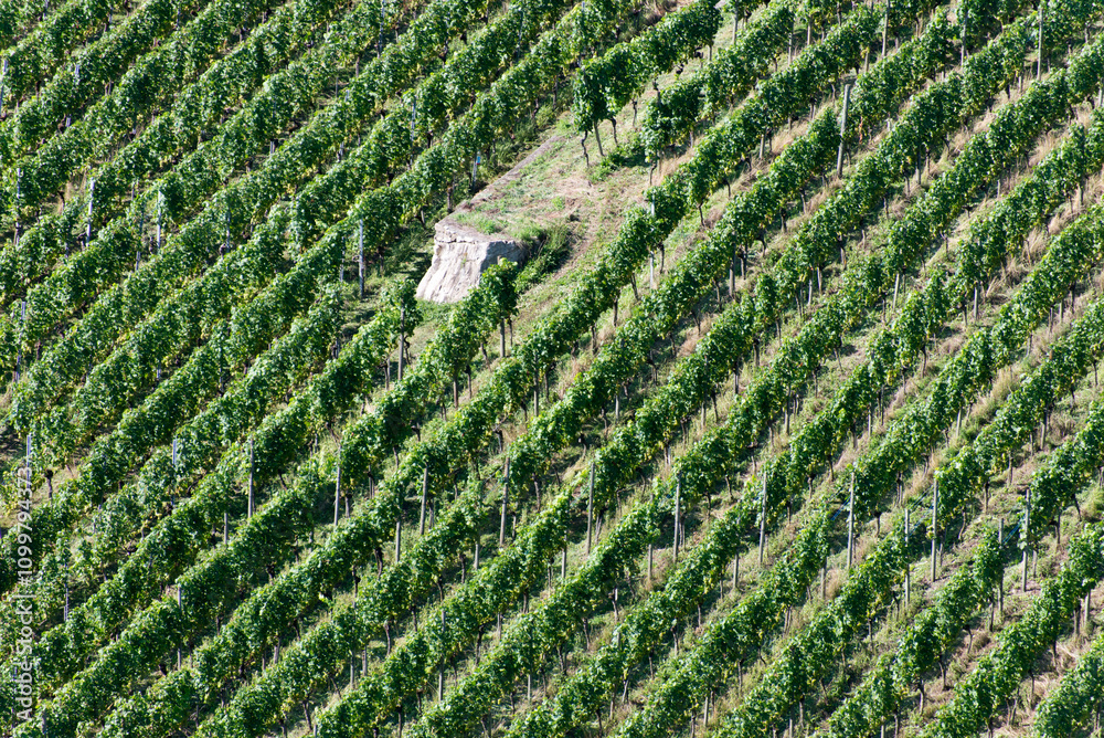 Green hill vineyard aerial view Green hill vineyard aerial view