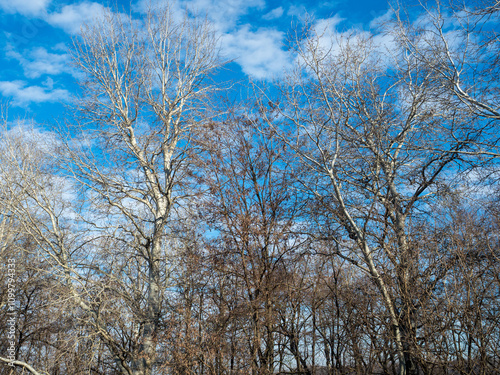 Leafless trees on a forrest near Mihailesti lake, Romania, Ilfov county. photo