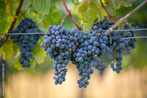 Bunches of blue grapes in the vineyard. Cabernet Franc grapes for making red wine in the harvesting.