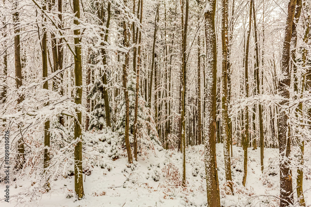 Naklejka premium Landscapes - Forest - Europe, Romania, Suceava region