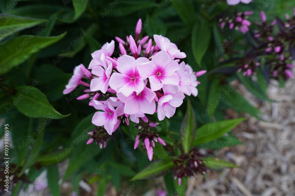Obraz premium Phlox paniculata 'Bright Eyes'